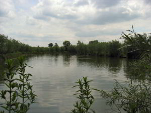 Willow Lake, Part of the Barford Lakes Complex Willow Lake, Part of the Barford Lakes Complex