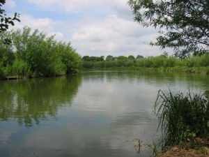 Views of Willow Lake Views of Willow Lake