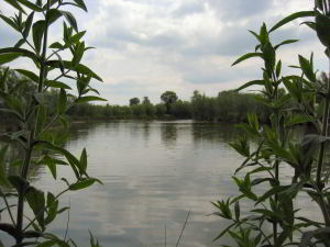 Views of Willow Lake Views of Willow Lake